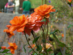 Getty - Orange Roses