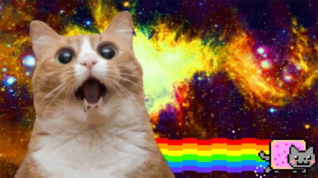 Nyan and So Beautiful Cats