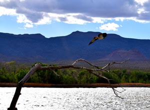 Flight Before Storm - Pahranagat Lake