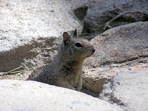 Ground Squirrel