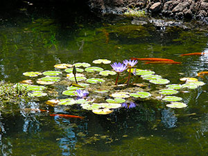 Pond - Dole Plantation